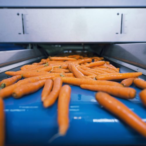 Fresh vegetables on conveyor belt being transported in food processing plant and selected by its size.